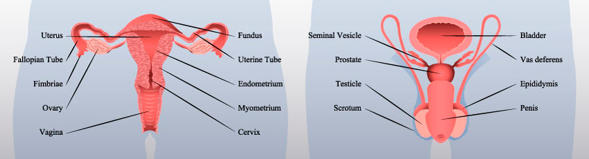 Anatomía Sexual