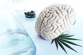 Efecto cannabis no cerebro adolescente