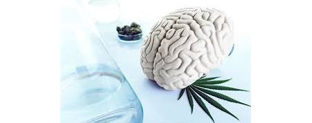 Efecto cannabis no cerebro adolescente